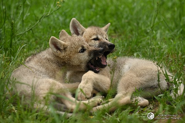 Polarwölfe Arctic wolves Anyu Nova Yuki